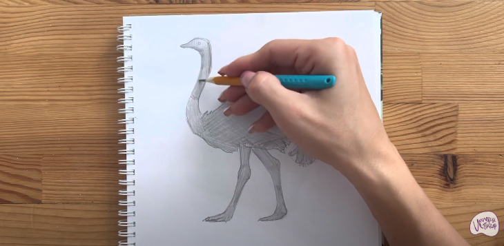 Учимся рисовать страуса поэтапно - Рисование карандашом - Своими Руками