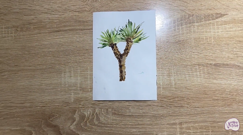 Рисуем Юкка