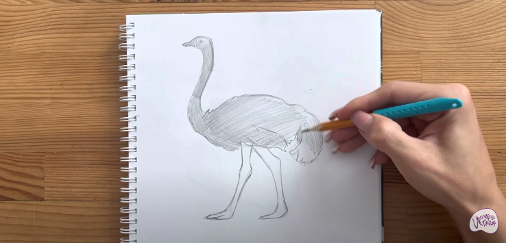 Эскизирование основных форм тела страуса