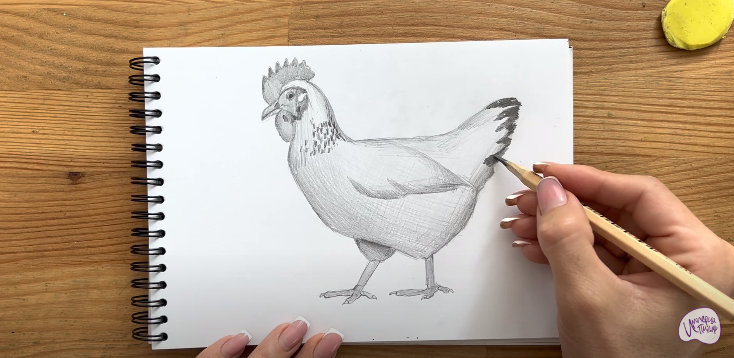 Рисуем Курица