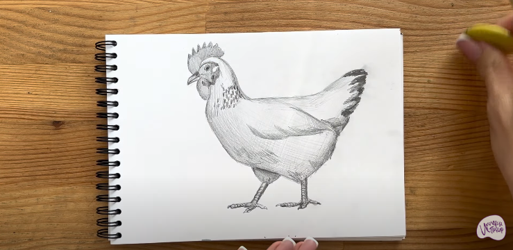 Рисуем Курица