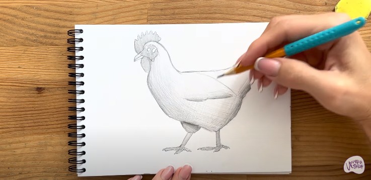 Рисуем Курица