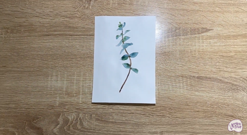 Рисуем Эвкалипт