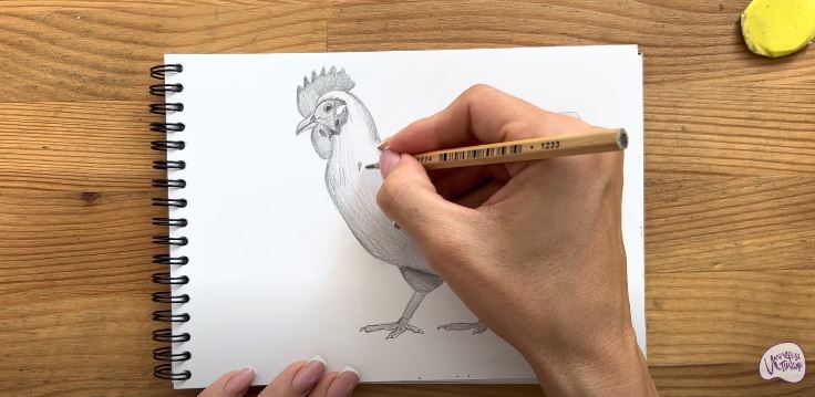 Рисуем Курица