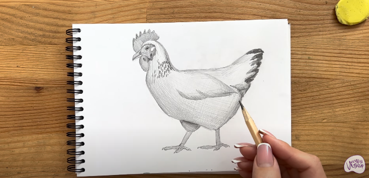 Рисуем Курица