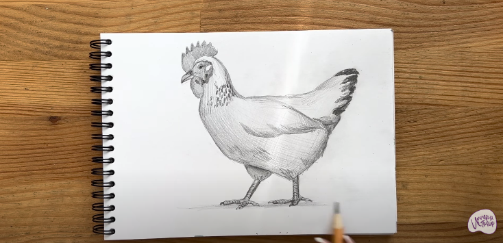 Рисуем Курица