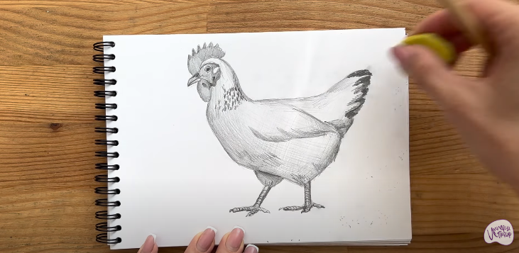 Рисуем Курица