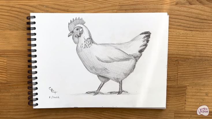 Рисуем Курица