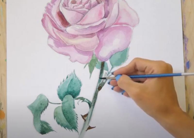 Рисуем Роза акварелью