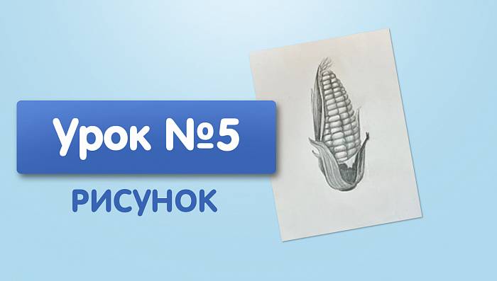 Урок №5. Кукуруза