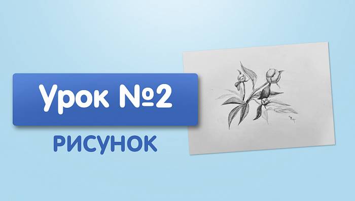 Урок №2. Рисунок пиона