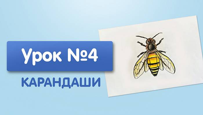 Урок №4. Пчела - цветными карандашами