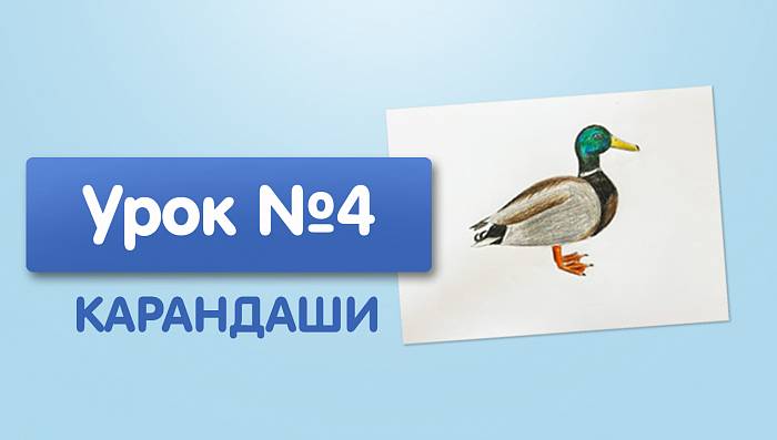 Урок №4. Утка - цветными карандашами