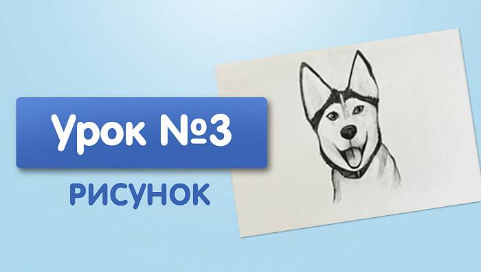 Урок №3. Собака-улыбака хаски