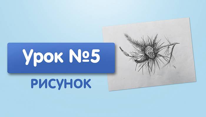 Урок №5. Рисунок. Ветка сосны и шишка